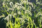 Plumes Of Grass Rimmed In Light