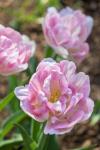 Pink Double Tulips