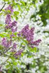 Budding Lilac Bush