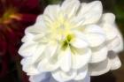 White Dahlia