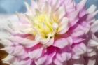 Pink And White Dahlia, Gitts Perfection