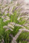 Crimson Fountain Grass