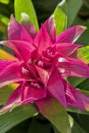 Bromeliad