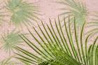 Areca Palm In Front Of Painter Palm Mural