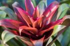 Red And Green Bromeliad
