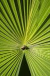 Fan Palm