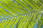 Areca Palm