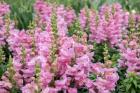 Pink Snapdragons