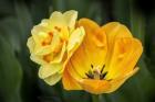 Orange Darwin Hybrid Tulip And Double Daffodil