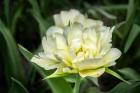 White Exotic Emperor Tulip