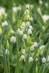 Summer Snowflake Flowers