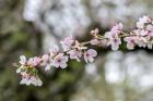 Branch Of Cherry Blossoms