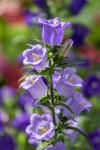 Campanula, Canterbury-Bells