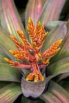 Orange Aechmea