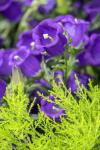 Campanula, Canterbury-Bells