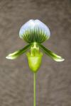 Magnificum Orchid