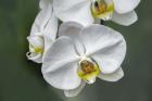 White Orchid