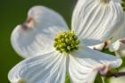 White Dogwood Flowers