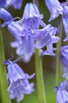 English Wood Hyacinth 2