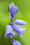 English Wood Hyacinth 3