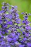 Salvia Officinalis, Common Sage