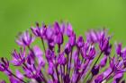 Allium