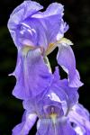 Bearded Iris