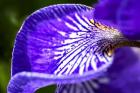 Siberian Iris 1