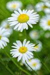 Oxeye Daisy