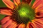 Orange Coneflower