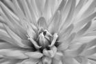 Pink Dahlia A