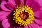 Pink Zinnia D