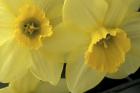 Cache Valley Daffodils, Utah