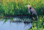Great Blue Heron in Taylor Slough, Everglades, Florida