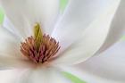 Detail of Magnolia Flower