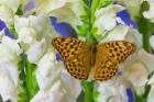 European Silver-Washed Fritillary Butterfly On Snapdragon Flower