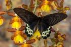 Priapus Batwing Swallowtail Butterfly From SE Asia