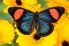 Painted Beauty Butterfly From The Amazon Region