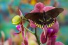 Butterfly Battus Streckerianus From Central And South America