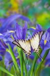 Short-Lined Kite Swallowtail