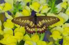 Butterfly Eurytides Corethus In The Papilionidae Family