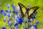 Glassy Bluebottle Butterfly
