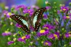 The Lesser Jay Butterfly