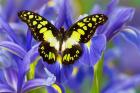 Electric Green Swallowtail Butterfly