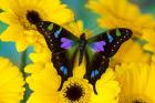 Purple Spotted Swallowtail Butterfly