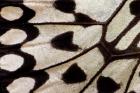 Wing Pattern Of Tropical Butterfly 1