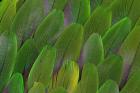 Green Wing Feathers Of A Parrot