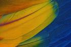 Scarlet Macaw Wing Covert Feathers 1