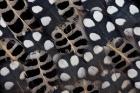 Spots Of White On Mearns Quails Feather Design