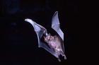 Leaf-nosed Fruit Bat wildlife